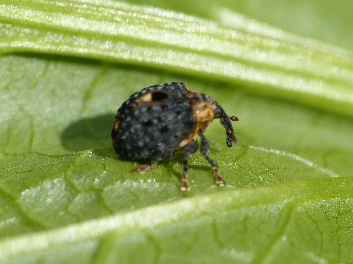 Simpatico Curculionidae vellutato: Cionus tuberculosus
